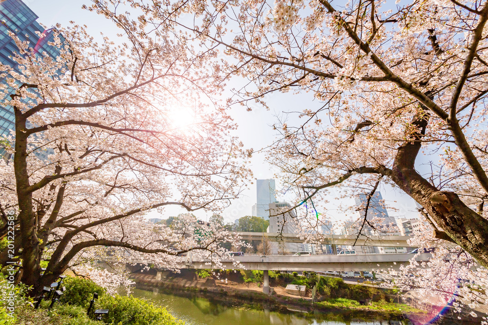 都会に咲く桜