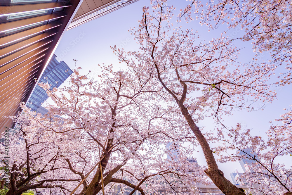 都会に咲く桜