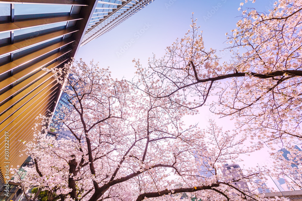 都会に咲く桜