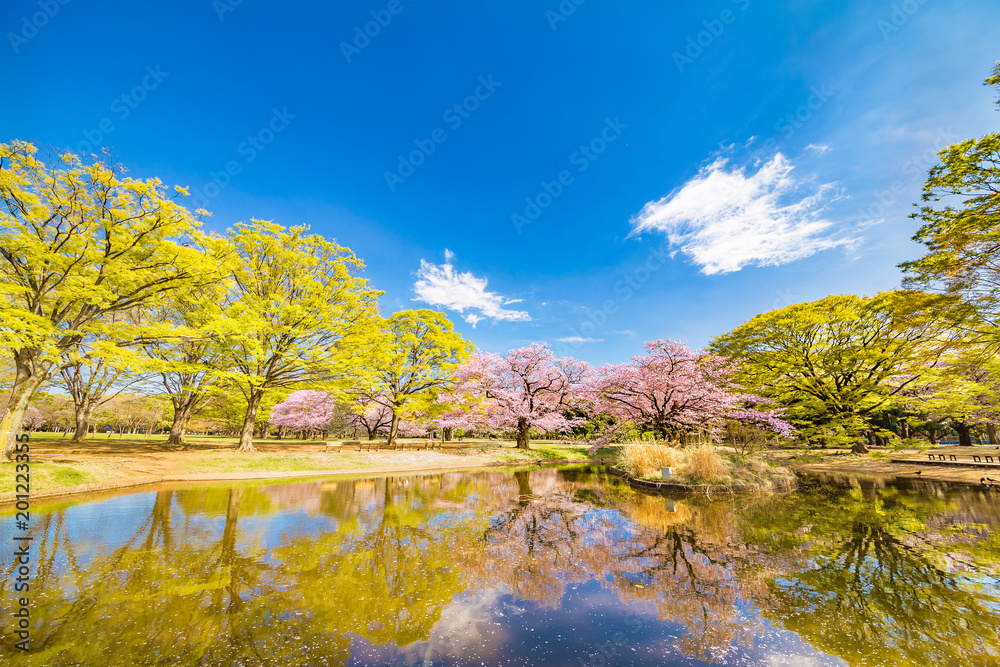 青空と満開の桜