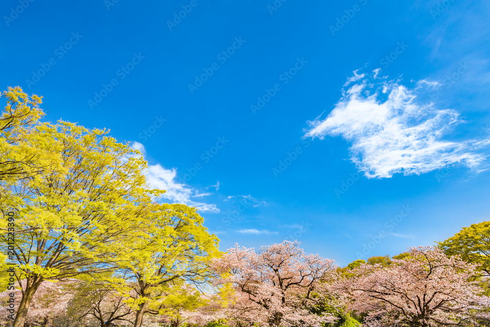 青空と満開の桜