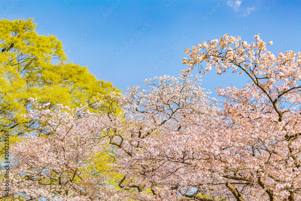 青空と満開の桜