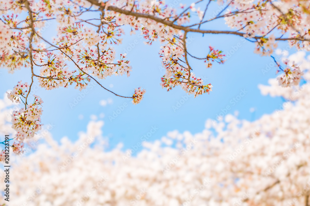 青空と満開の桜