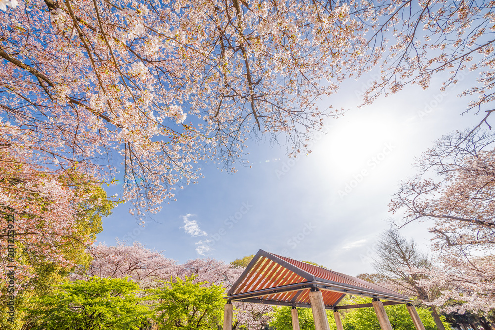 青空と満開の桜