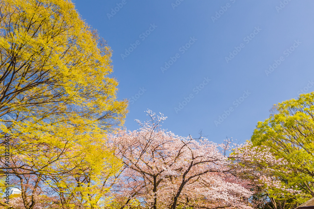 青空と満開の桜