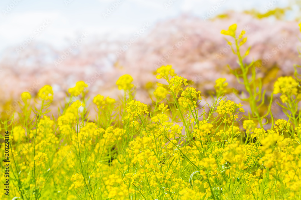 満開の菜の花