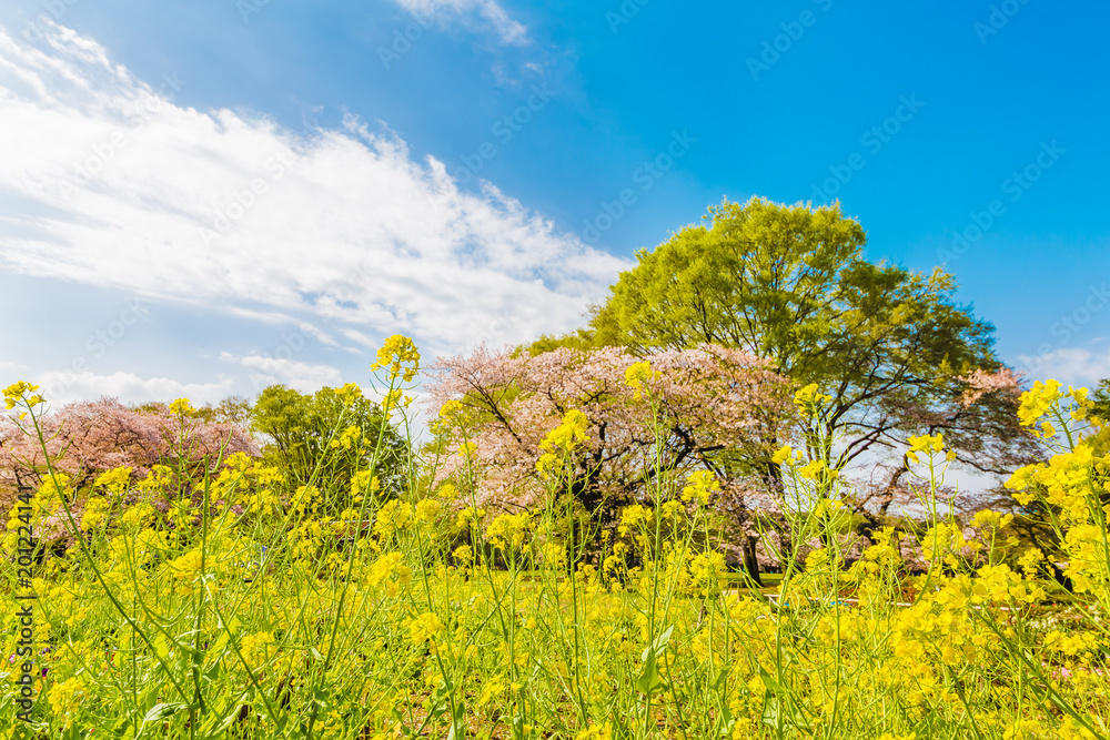 満開の菜の花