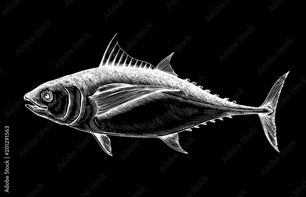 Hand drawn tuna fish