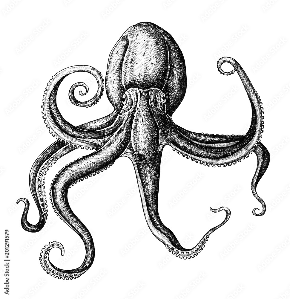 Hand drawn octopus isolated