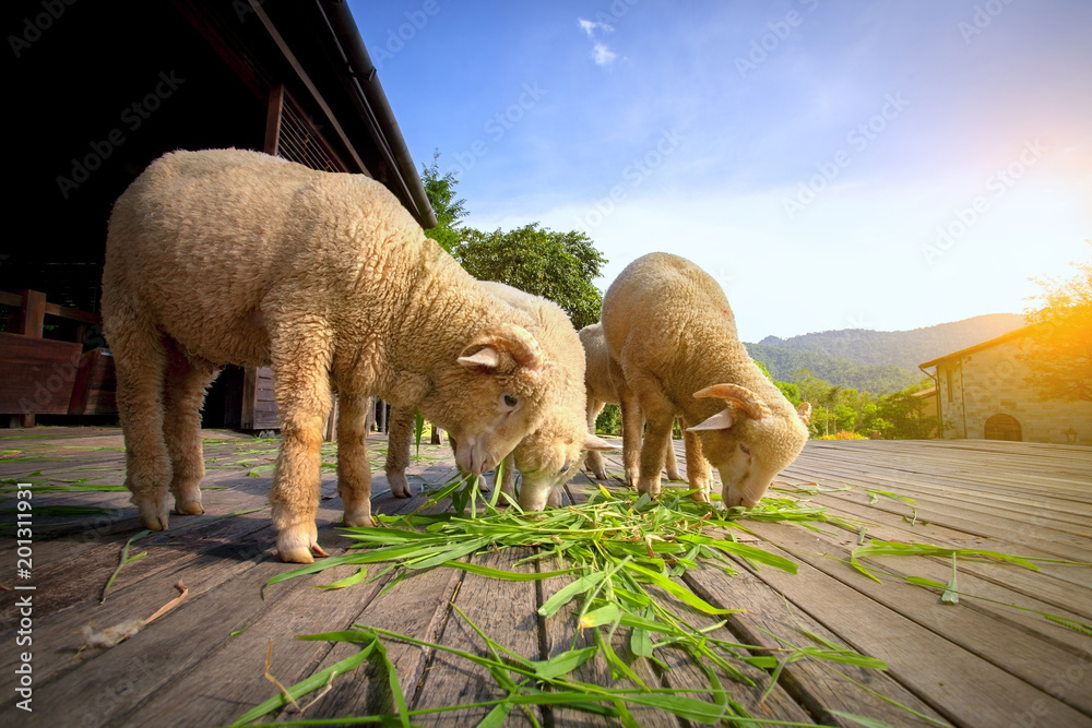 美利奴羊在农村农场吃芦竹草