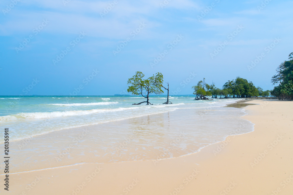 美丽的海水树