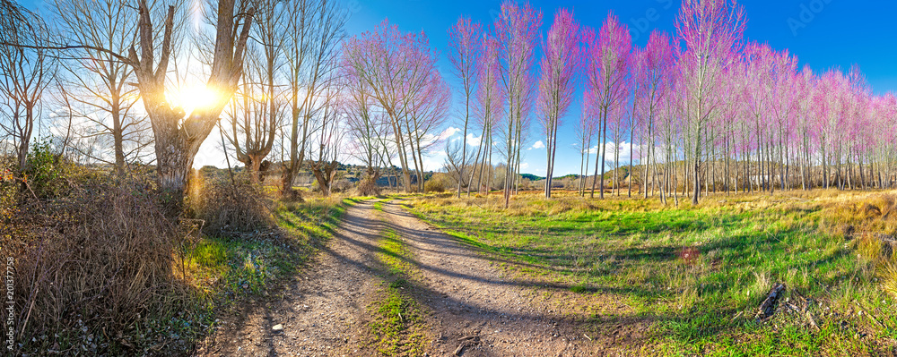 Paisaje escénico de la naturaleza y camino. Prado colorido y bosque.Primavera y puesta de sol