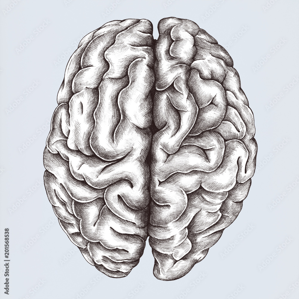 Brain internal organ vintage style illustration