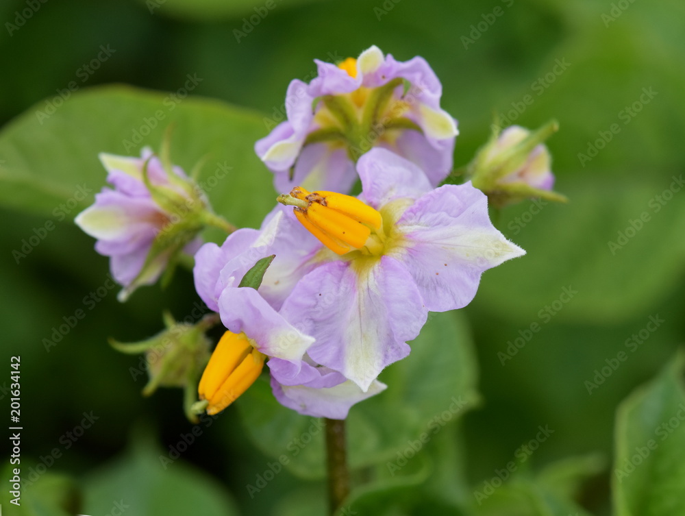 田地里马铃薯茄属块茎上的紫色花朵