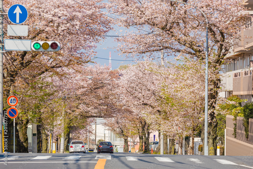 道路沿いに咲く満開の桜