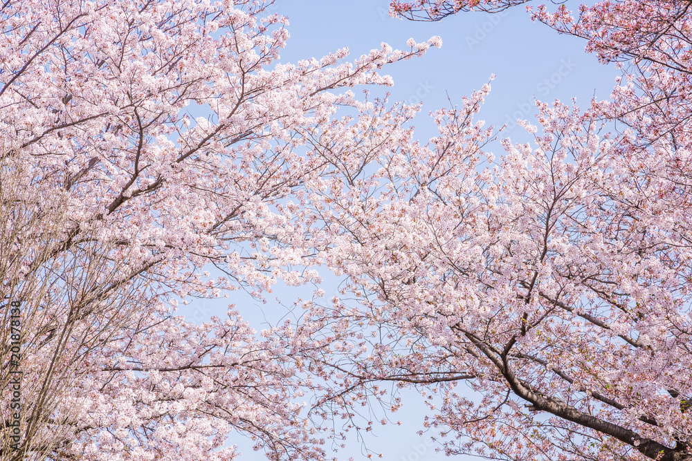 満開の桜