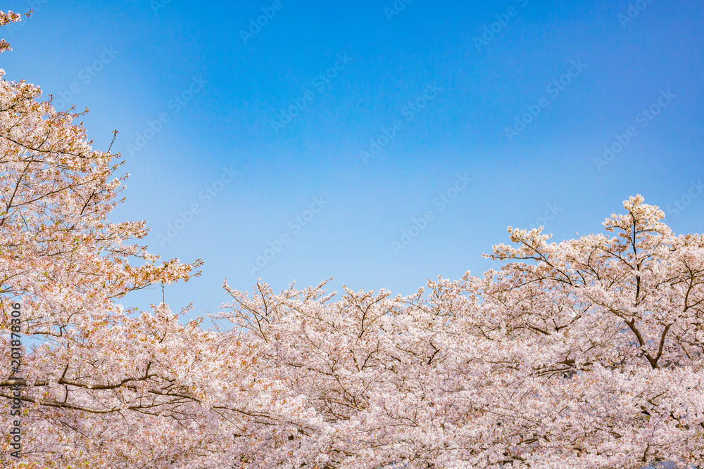 満開の桜