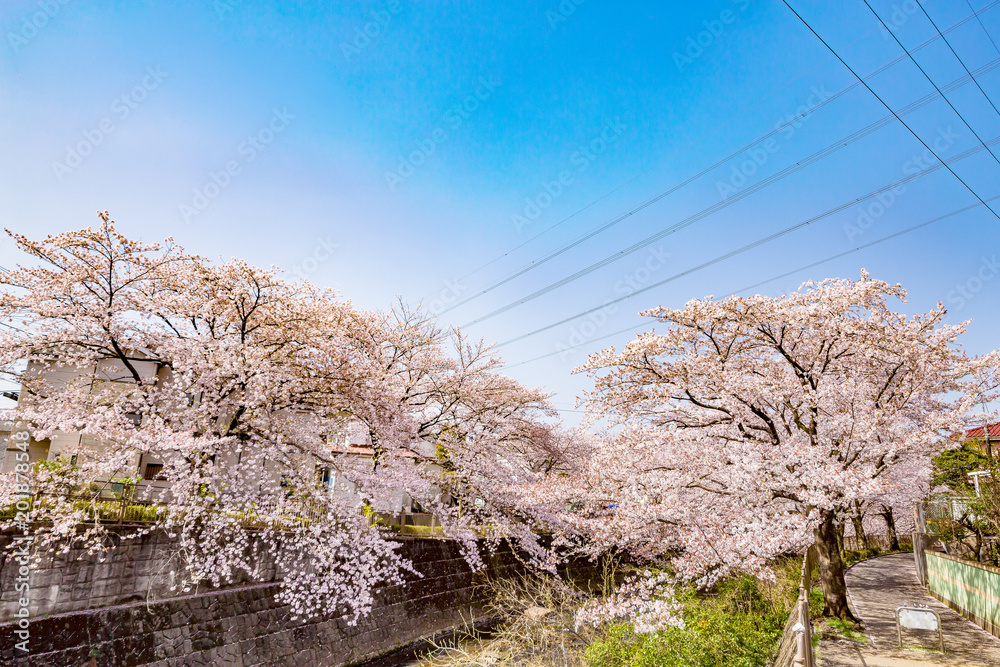 川沿いに咲く満開の桜