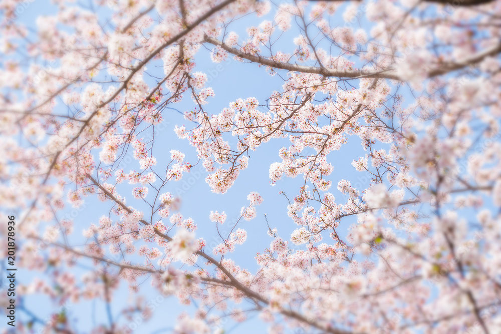 満開の桜