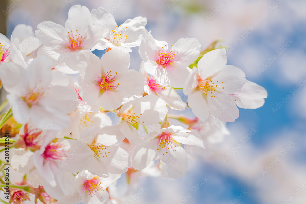 満開の桜