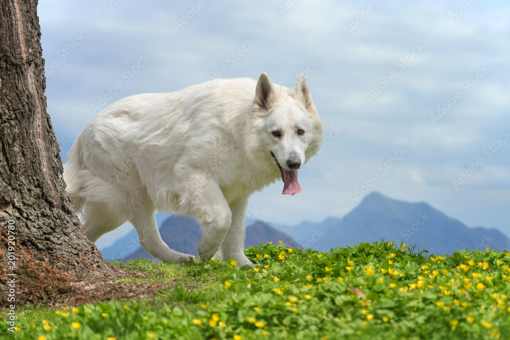 瑞士白暨豚白色德国牧羊犬