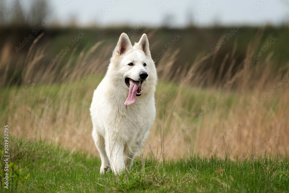 Berger Blanc Suisse白色德国牧羊犬