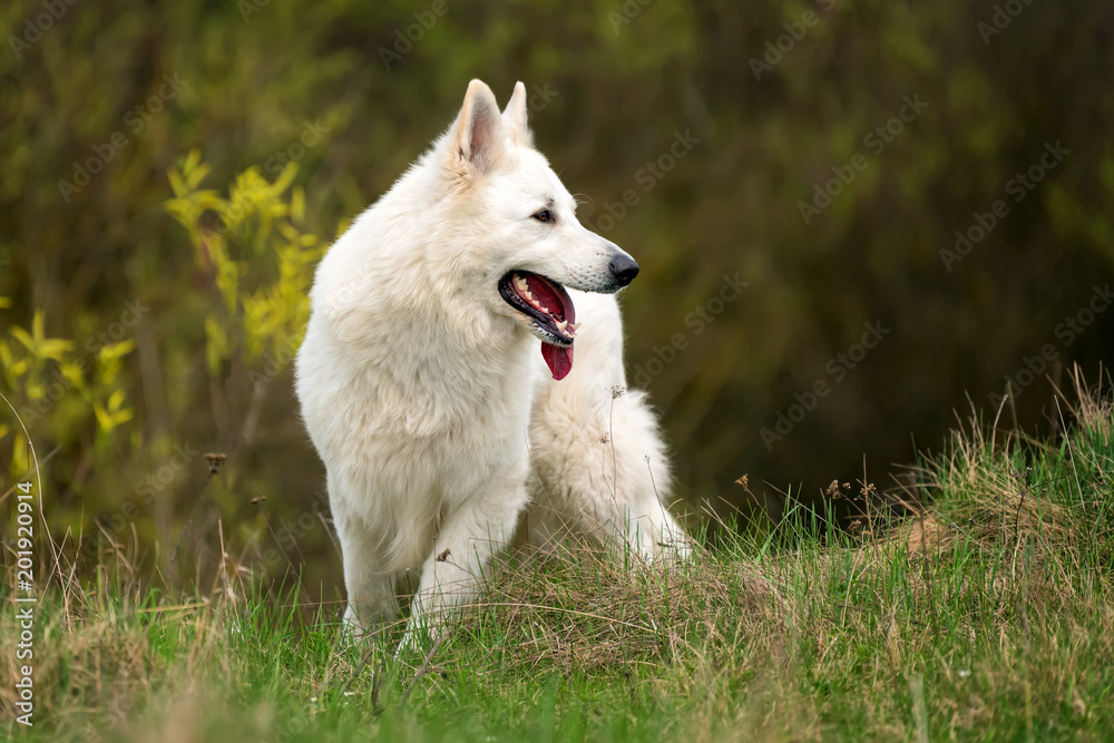 Berger Blanc Suisse白色德国牧羊犬