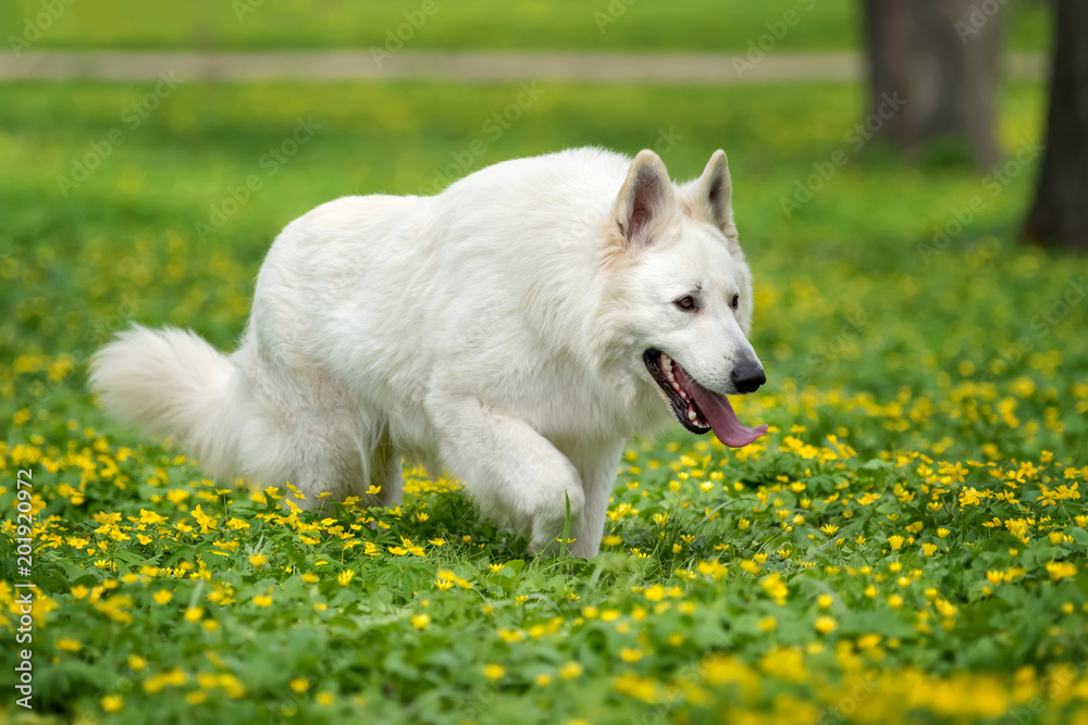 Berger Blanc Suisse白色德国牧羊犬