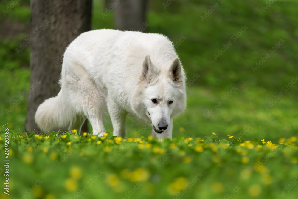 Berger Blanc Suisse白色德国牧羊犬