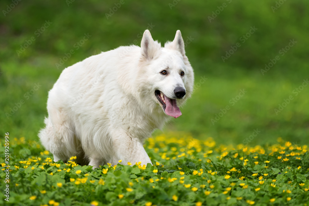 Berger Blanc Suisse白色德国牧羊犬