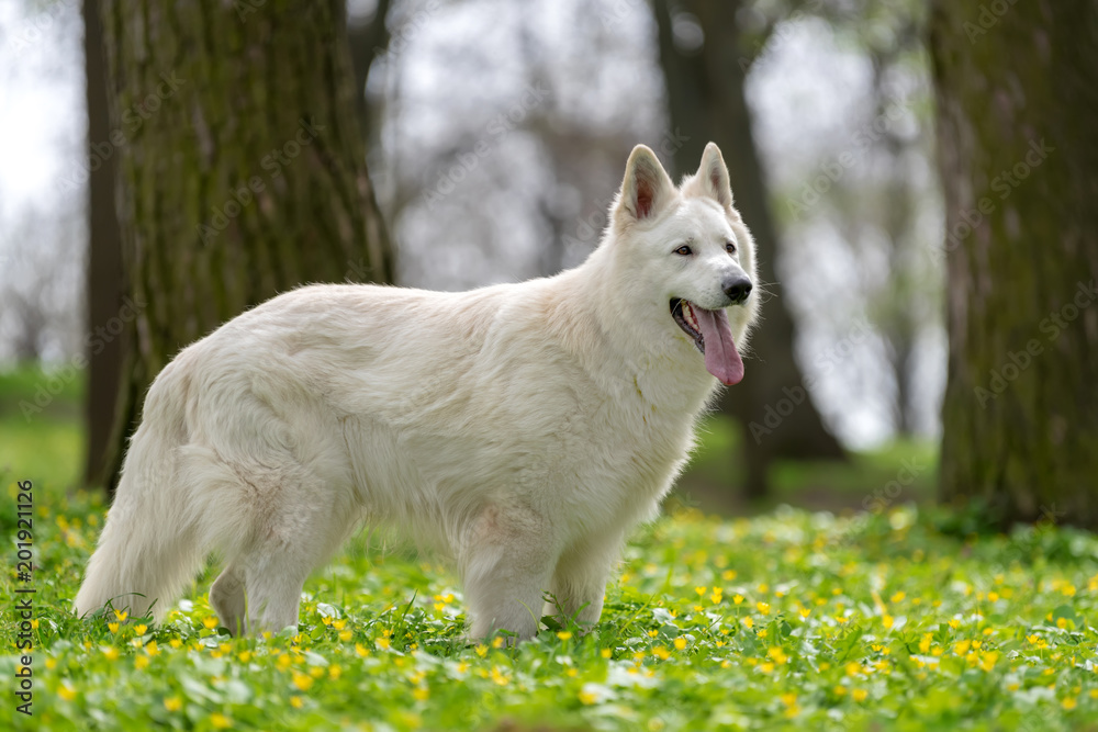 Berger Blanc Suisse白色德国牧羊犬