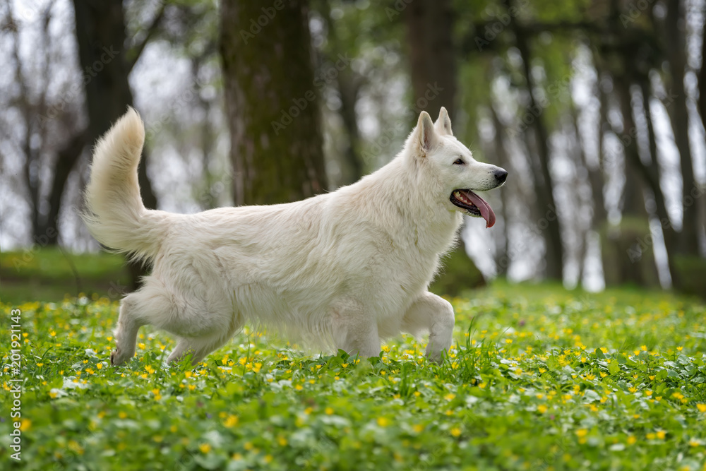 Berger Blanc Suisse白色德国牧羊犬