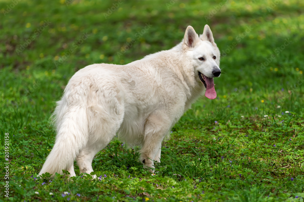 Berger Blanc Suisse白色德国牧羊犬