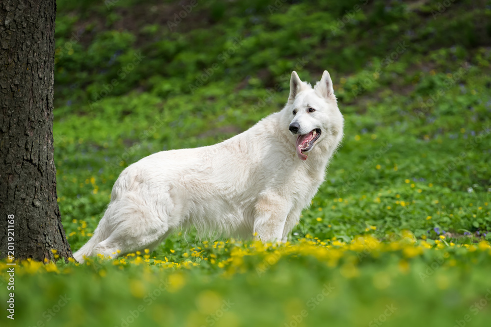 Berger Blanc Suisse白色德国牧羊犬