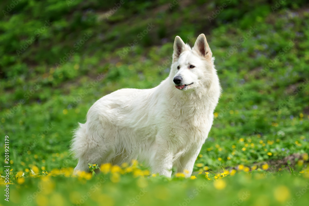 Berger Blanc Suisse白色德国牧羊犬