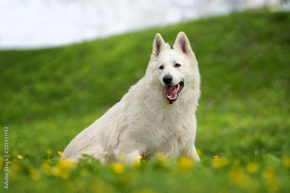 Berger Blanc Suisse White german shepherd