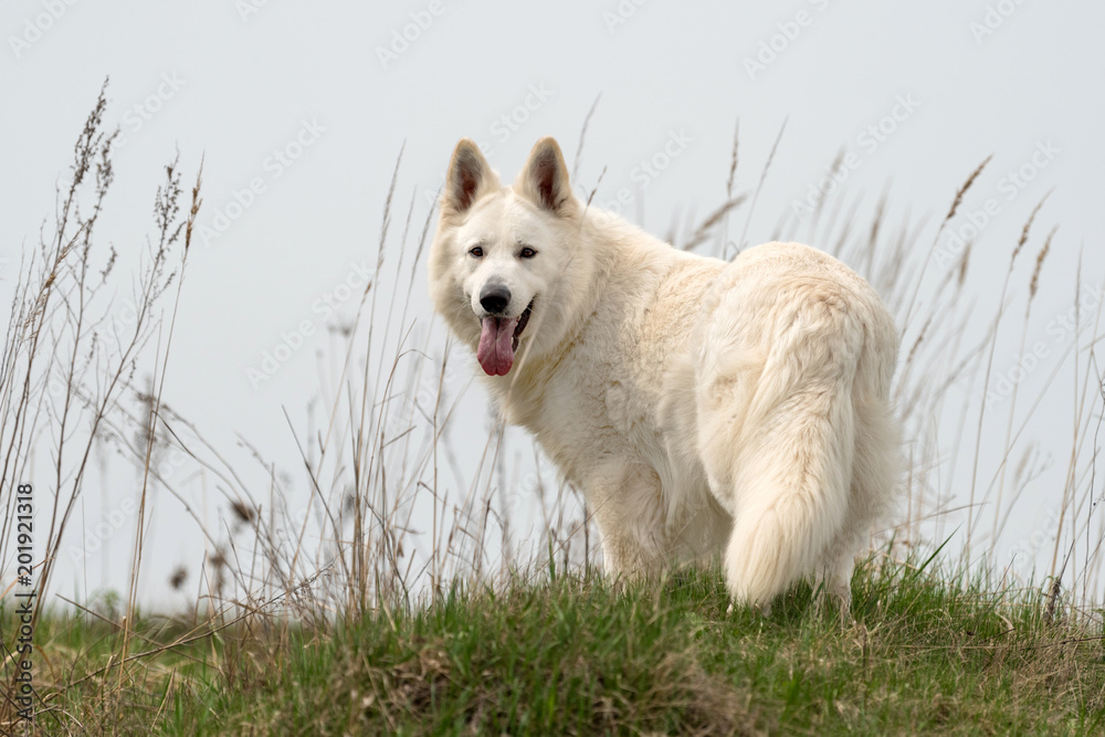 Berger Blanc Suisse白色德国牧羊犬