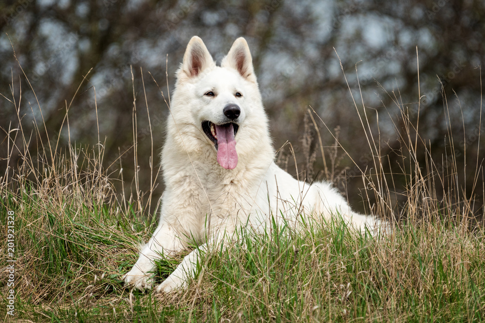 Berger Blanc Suisse白色德国牧羊犬