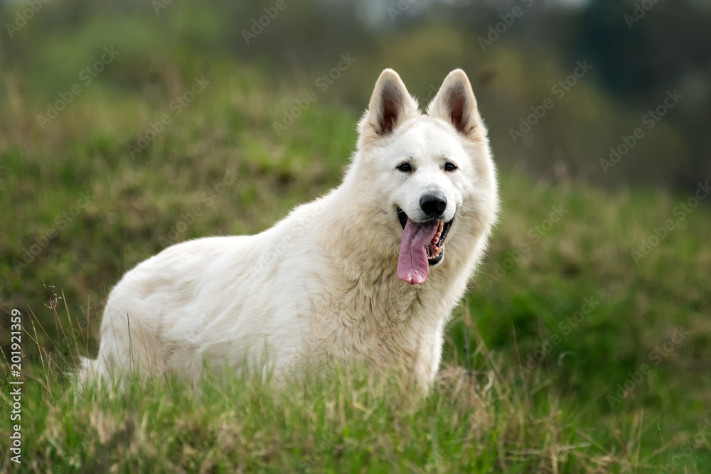 Berger Blanc Suisse White german shepherd