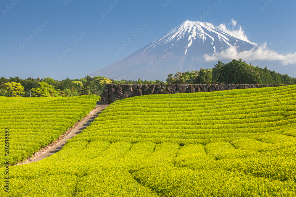 静冈县春天的茶园和富士山