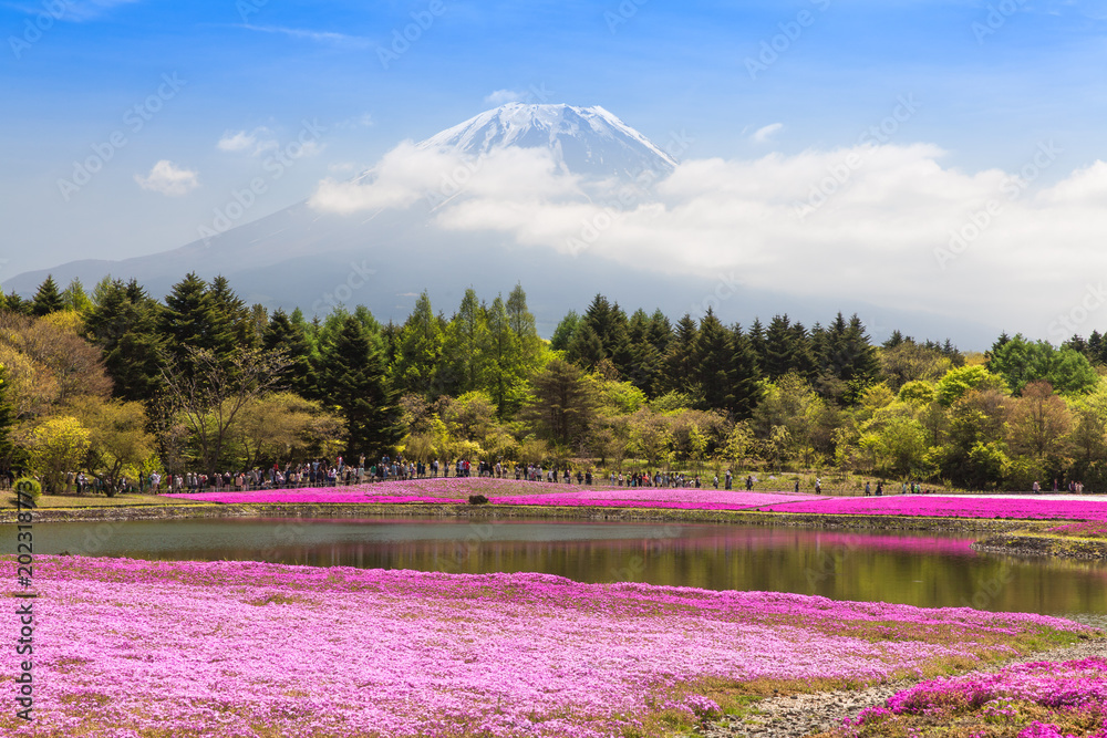 春季的富士山和粉色苔藓田……