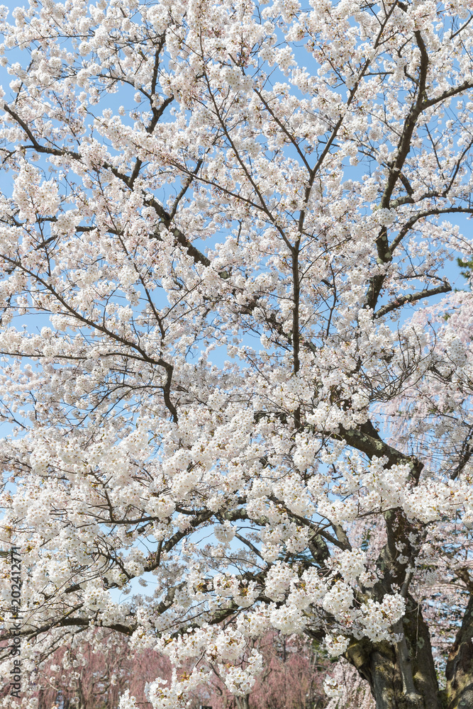 日本樱花在春天绽放