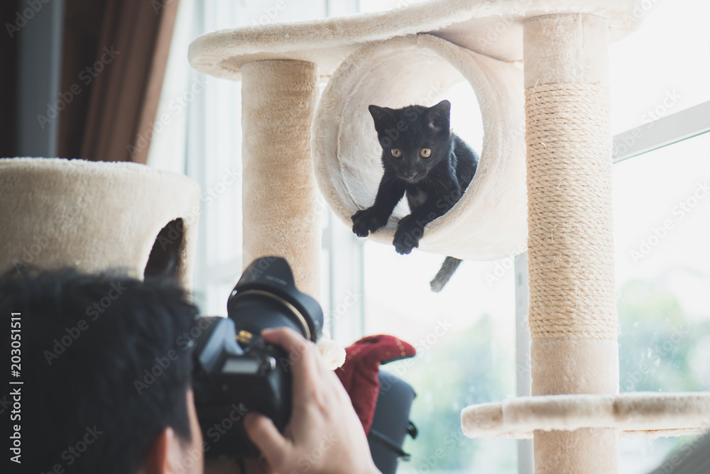 Asian photographer taking a photo of a cat