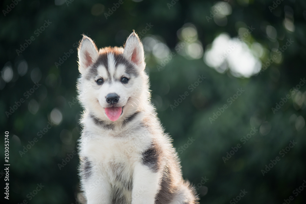 西伯利亚哈士奇幼犬，背景为波克阳光