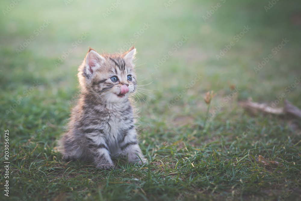 阳光下坐在花园里的小猫