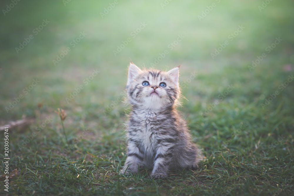 kitten sitting in the garden under sunlight