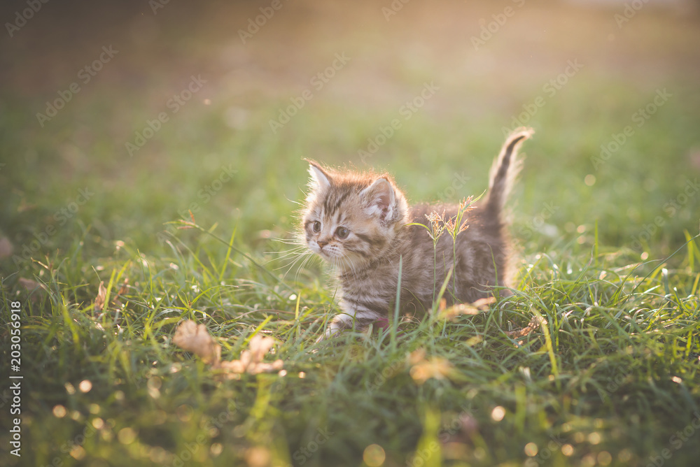 在花园里玩耍的小猫