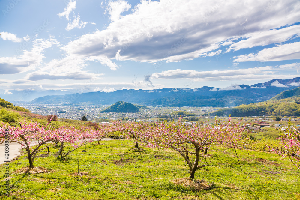 満開の桃の花と山並み