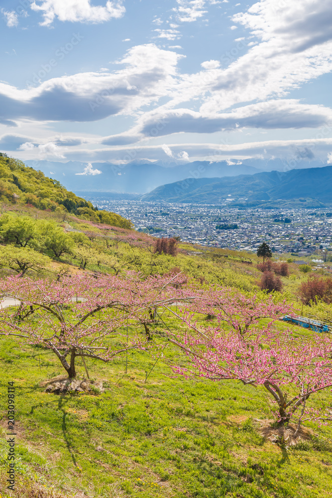 満開の桃の花と山並み