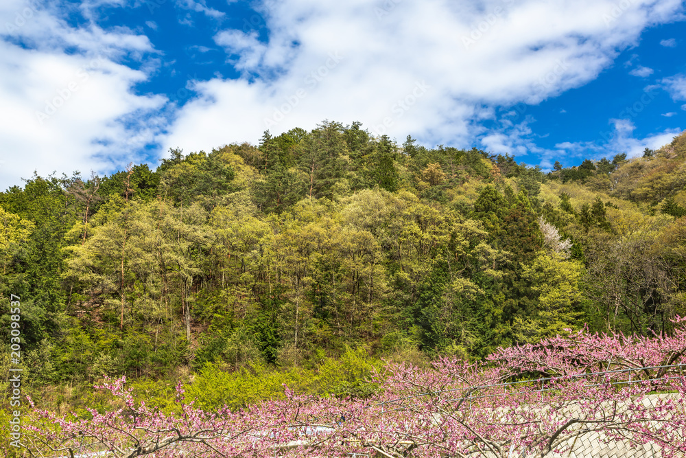 満開の桃の花と山並み